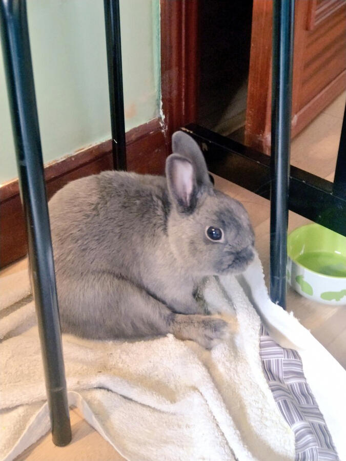 Photo of a dark grey rabbit in a weird pose. He is sitting and one of his back leg is stretched.