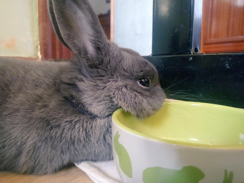 Photo of a dark grey rabbit with his head resting on a bowl. Photo of a dark grey rabbit with his head resting on a bowl.