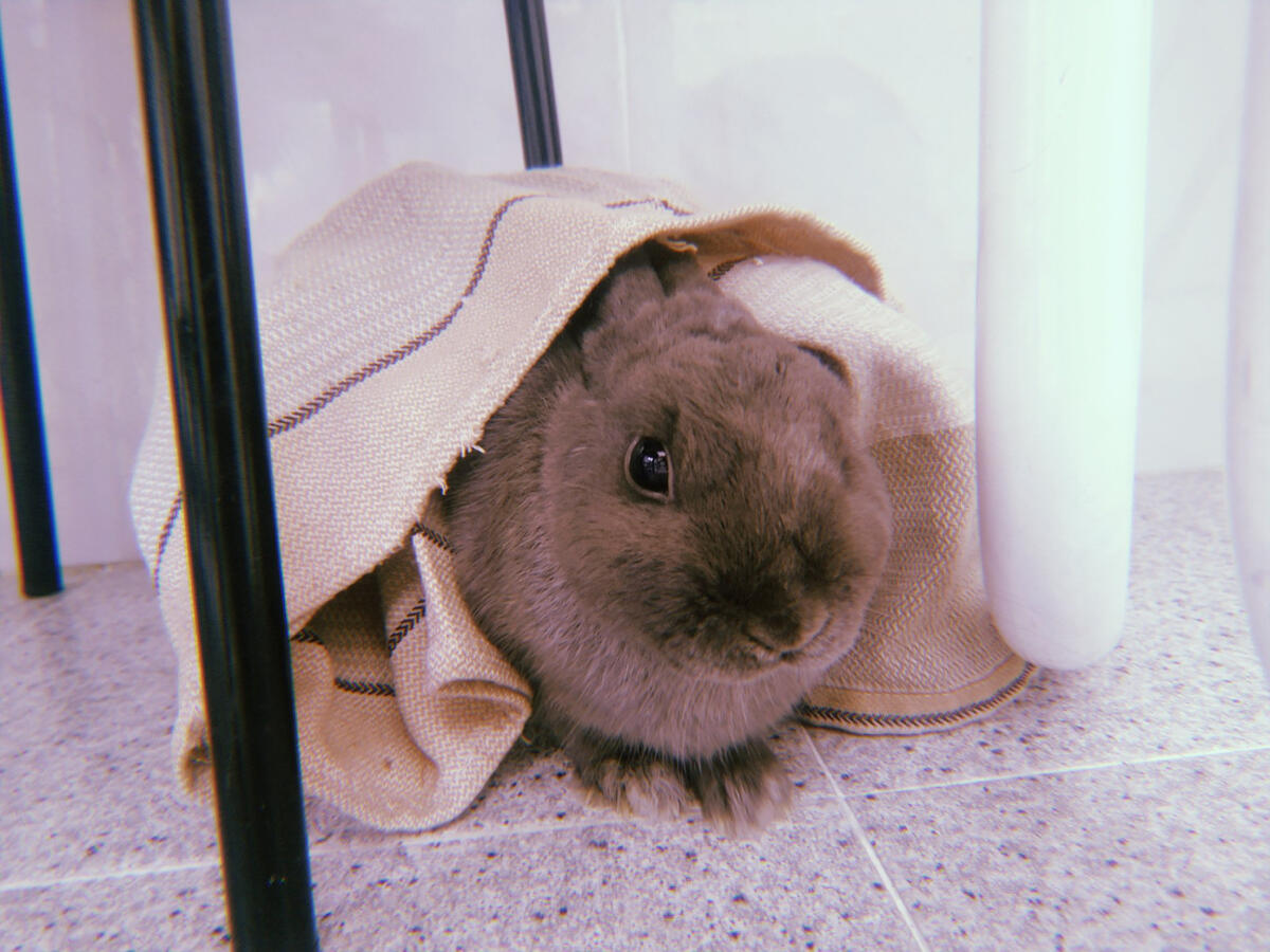 Photo of a dark grey rabbit covered by a blanket. Photo of a dark grey rabbit covered by a blanket.