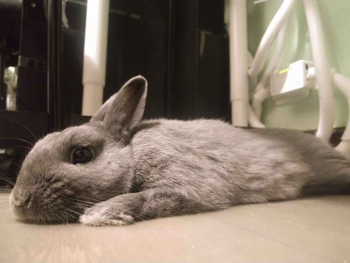 Photo of a dark grey rabbit laying on the floor. Photo of a dark grey rabbit laying on the floor.