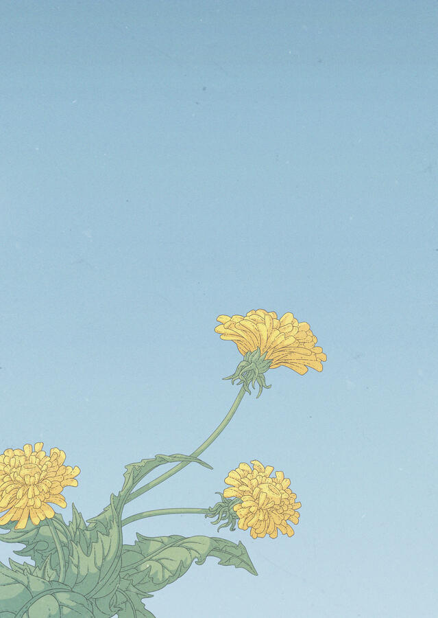 Color illustration of some dandelions against a bright, blue and empty sky. Color illustration of some dandelions against a bright, blue and empty sky.