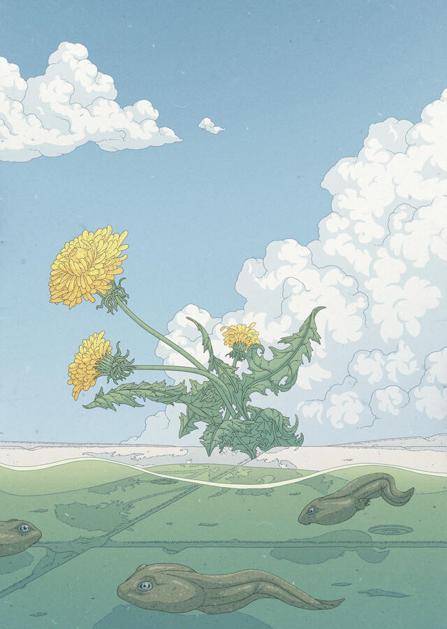 Color illustration of a puddle with some Rana Temporaria tadpoles on it. The viewpoint is situated quite low, so a concrete floor, a dandelion plant and puffy clouds and a blue sky can be seen behind the puddle.