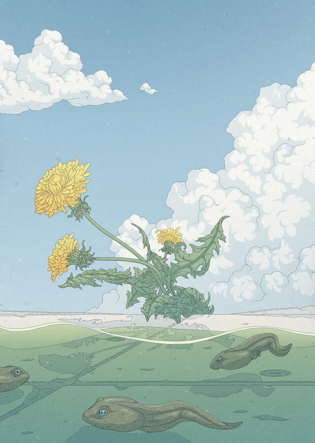 Color illustration of a puddle with some Rana Temporaria tadpoles on it. The viewpoint is situated quite low, so a concrete floor, a dandelion plant and puffy clouds and a blue sky can be seen behind the puddle. Color illustration of a puddle with some Rana Temporaria tadpoles on it. The viewpoint is situated quite low, so a concrete floor, a dandelion plant and puffy clouds and a blue sky can be seen behind the puddle.