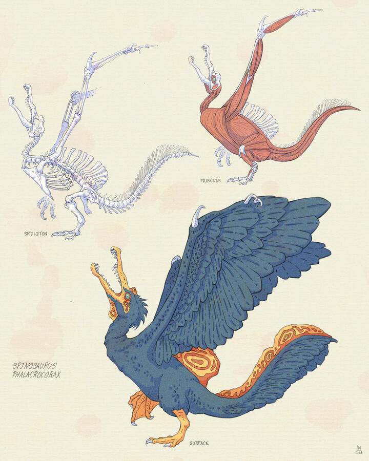 Illustration showing, in color, the skeleton, musculature and surface view of the described animal. Their feathers are dark blue and the beak, feet and crests are yellow and red. Their eyes are green. Illustration showing, in color, the skeleton, musculature and surface view of the described animal. Their feathers are dark blue and the beak, feet and crests are yellow and red. Their eyes are green.