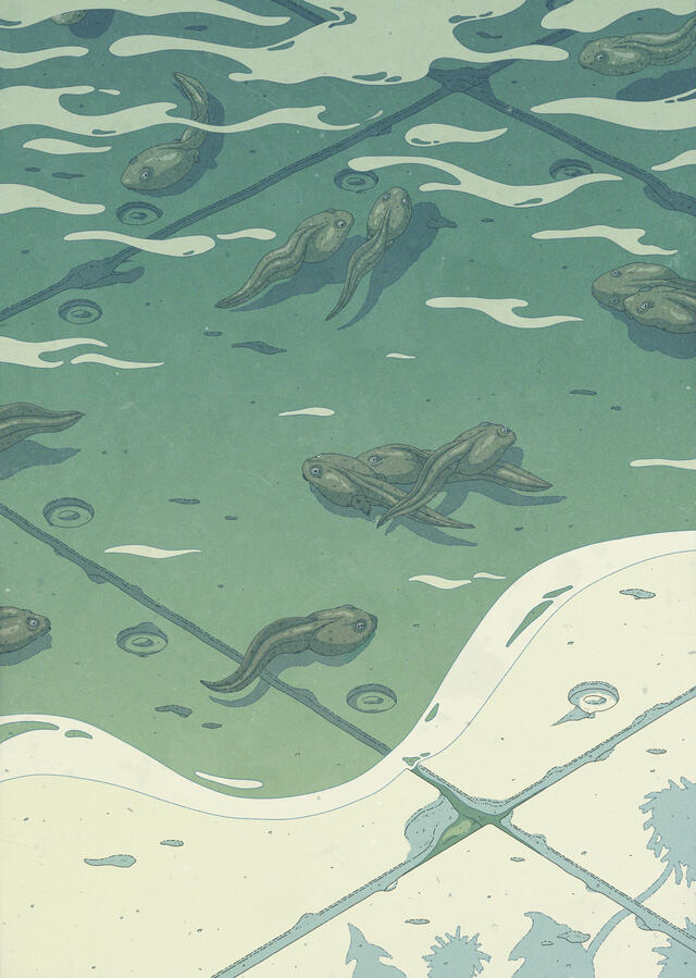 Color illustration, in greenish tones, of Rana temporaria tadpoles swimming on a puddle that has formed over a concrete floor. The shadow of some off-canvas dandelions can be seen too. Color illustration, in greenish tones, of Rana temporaria tadpoles swimming on a puddle that has formed over a concrete floor. The shadow of some off-canvas dandelions can be seen too.