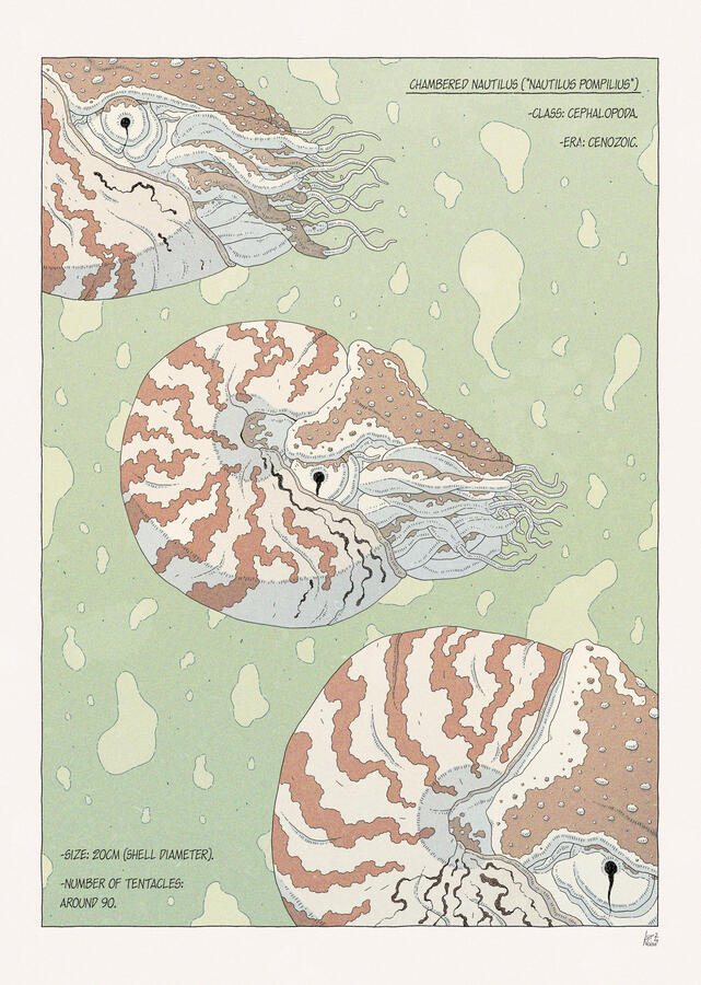 Color illustration of three chambered nautilus floating against green water, shown along some facts about them. Color illustration of three chambered nautilus floating against green water, shown along some facts about them.