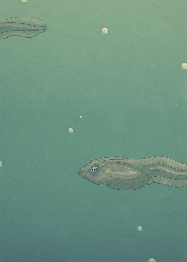Color illustration, in greenish tones, of Rana temporaria tadpoles swimming underwater. Color illustration, in greenish tones, of Rana temporaria tadpoles swimming underwater.