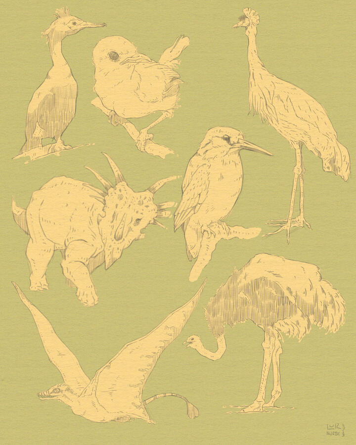 Digital pencil sketches of various birds and dinosaurs. The background is green and the birds are colored in yellow.